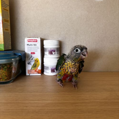 À vendre jeunes conures hypoxantha eam #4