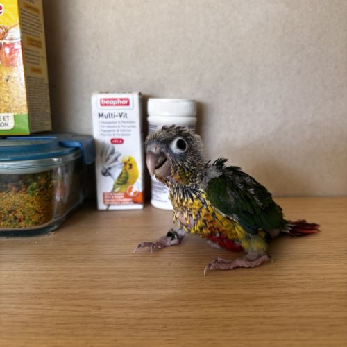 À vendre jeunes conures hypoxantha eam #6
