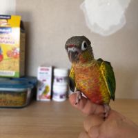 À vendre jeunes conures hypoxantha eam #1