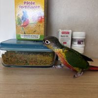 À vendre jeunes conures hypoxantha eam #2