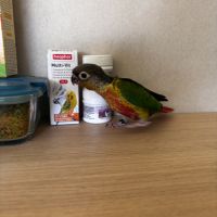 À vendre jeunes conures hypoxantha eam #3