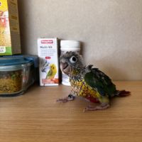 À vendre jeunes conures hypoxantha eam #6