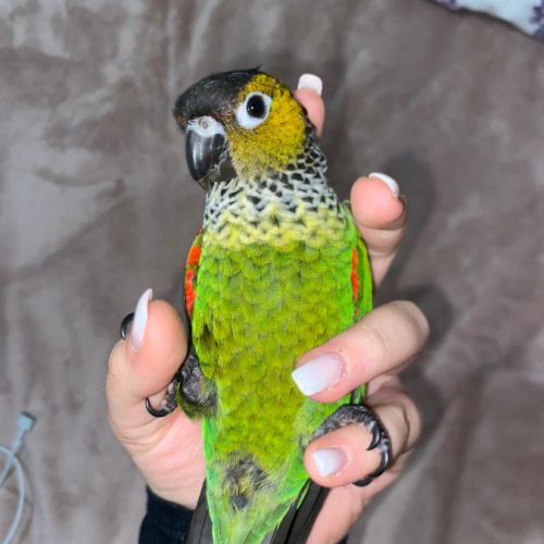 Conure molinae et rupicola pour eam #3