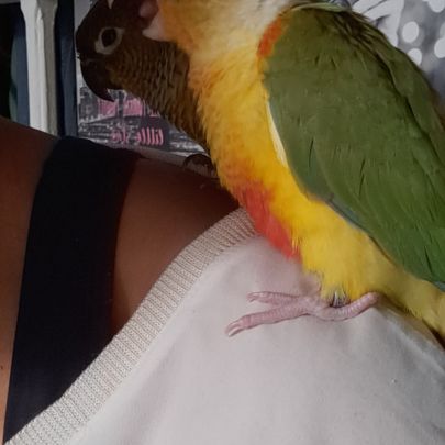 Conure molinae et rupicola pour eam #7