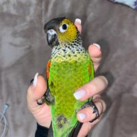 Conure molinae et rupicola pour eam #3