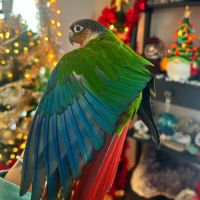 Conure molinae et rupicola pour eam #6