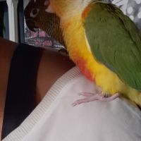 Conure molinae et rupicola pour eam #7