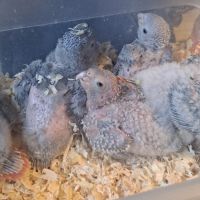 Conure molinae et rupicola pour eam #0