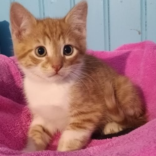 Igor-chaton de 7 semaines à adopter