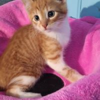 Igor-chaton de 7 semaines à adopter #1
