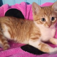 Igor-chaton de 7 semaines à adopter #2