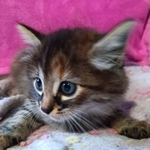 Sonia- chatonne de 7 semaines à adopter #1