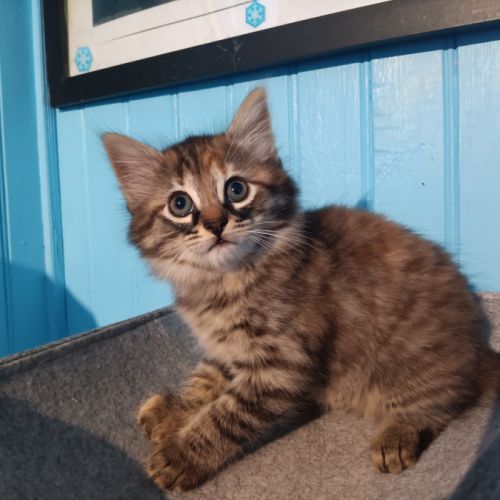 Sonia- chatonne de 7 semaines à adopter