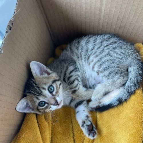 Joli chaton a l'adoption #1