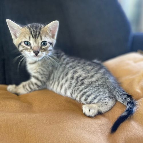Joli chaton a l'adoption #2