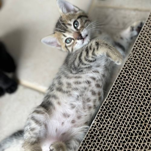 Joli chaton a l'adoption #3
