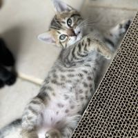 Joli chaton a l'adoption #3
