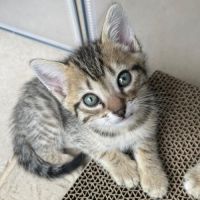 Joli chaton a l'adoption