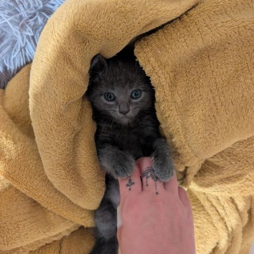 Gusto, adorable chaton à l'adoption #2