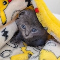 Gusto, adorable chaton à l'adoption