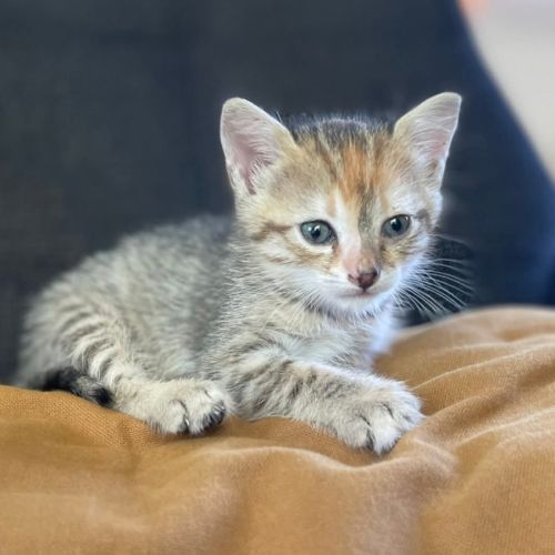 Moamoa, jolie minette à l'adoption #0