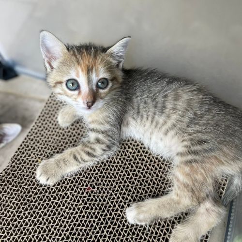 Moamoa, jolie minette à l'adoption #2