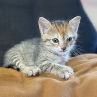 Moamoa, jolie minette à l'adoption
