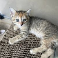 Moamoa, jolie minette à l'adoption #2