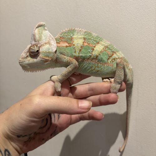 Chamaeleo calyptratus #1