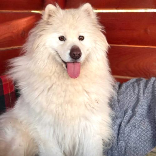 Athos recherche famille d'adoption urgente ! #0