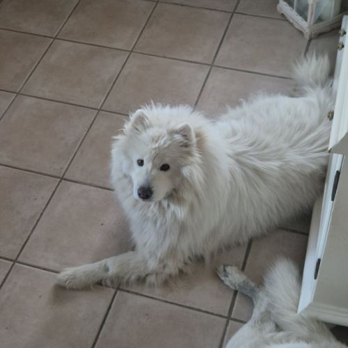 Athos recherche famille d'adoption urgente ! #2