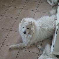 Athos recherche famille d'adoption urgente ! #2