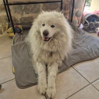 Athos recherche famille d'adoption urgente ! #3