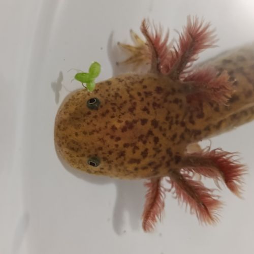 Jeunes axolotls #1