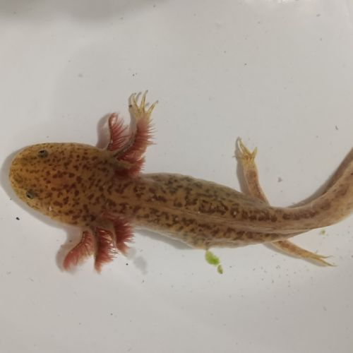 Jeunes axolotls