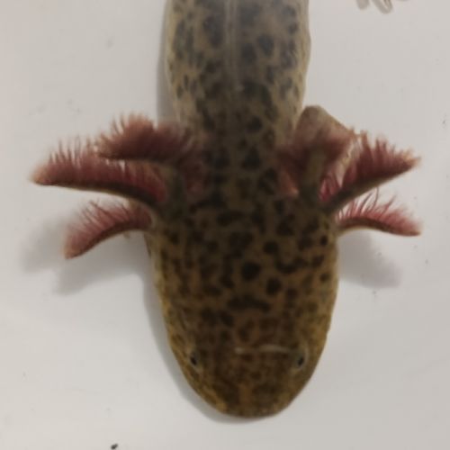 Jeunes axolotls #5