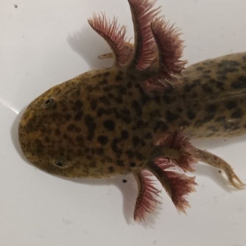 Jeunes axolotls #8