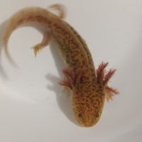 Jeunes axolotls #2
