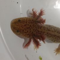 Jeunes axolotls #3