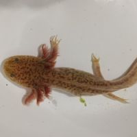 Jeunes axolotls #0