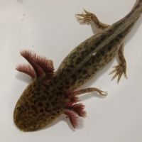 Jeunes axolotls #6