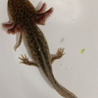 Jeunes axolotls #7