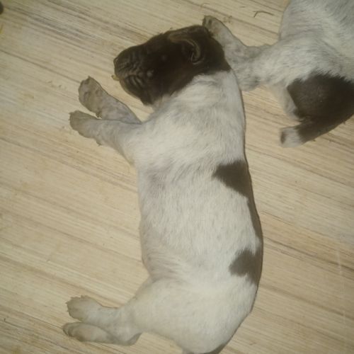 Chiot braque allemand lof #2