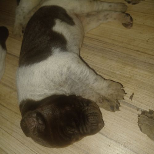 Chiot braque allemand lof #4
