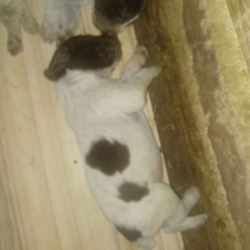 Chiot braque allemand lof #5