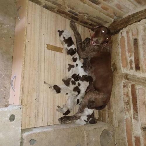 Chiot braque allemand lof #6