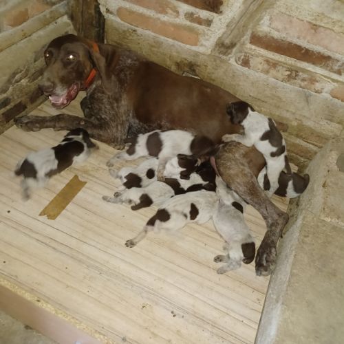 Chiot braque allemand lof #7