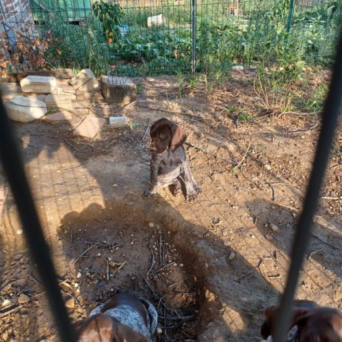 Chiot braque allemand lof #3