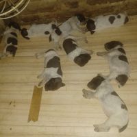 Chiot braque allemand lof #1