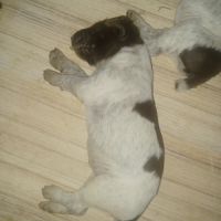 Chiot braque allemand lof #2